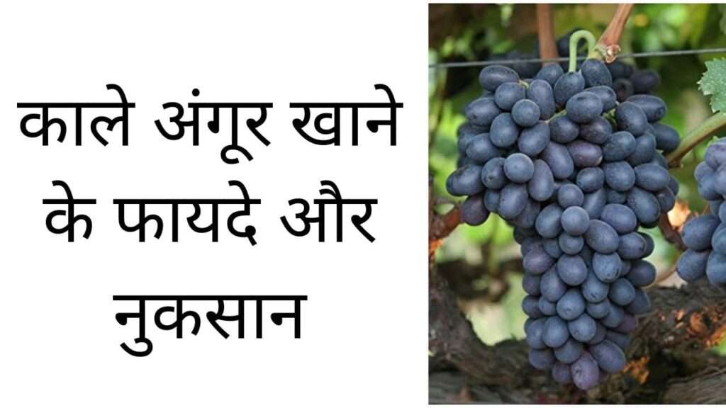 काले अंगूर खाने के फायदे और नुकसान | Kaale angoor khane ke fayde aur nuksan hindi mei