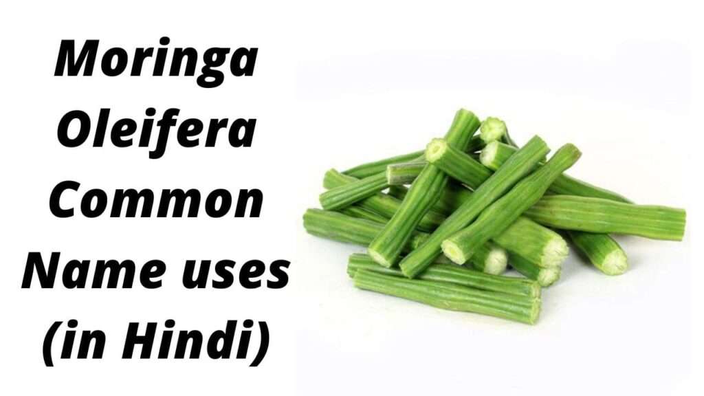 Moringa Oleifera Common Name uses in Hindi | मोरिंगा ओलीफेरा/सुरजने की फली/ड्रमस्टिक का आम नाम, उपयोग हिंदी में
